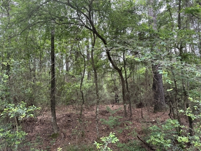 East Texas Hunting/Recreational/Timber Land For Sale - image 3