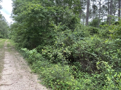 East Texas Hunting/Recreational/Timber Land For Sale - image 4