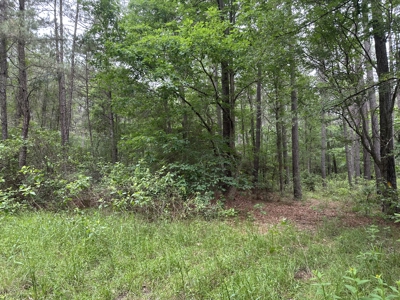 East Texas Hunting/Recreational/Timber Land For Sale - image 7