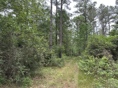 East Texas Hunting/Recreational/Timber Land For Sale - image 5