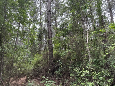 East Texas Hunting/Recreational/Timber Land For Sale - image 2