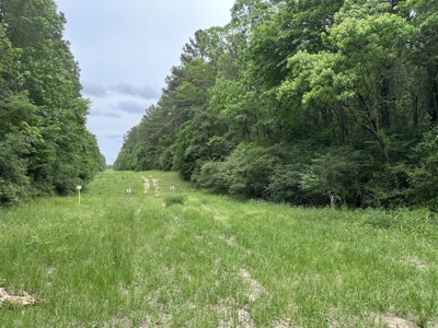East Texas Hunting/Recreational/Timber Land For Sale - image 15