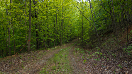 Wooded Land for Sale in Moravian Falls NC - image 19