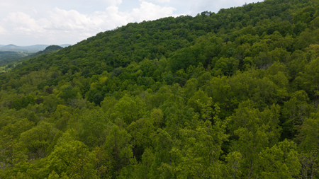 Wooded Land for Sale in Moravian Falls NC - image 4