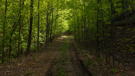 Wooded Land for Sale in Moravian Falls NC - image 20