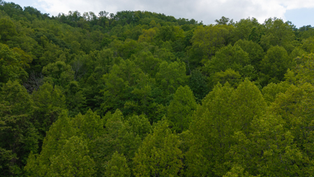 Wooded Land for Sale in Moravian Falls NC - image 11