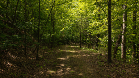 Wooded Land for Sale in Moravian Falls NC - image 22