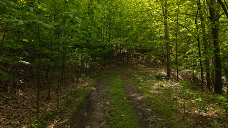Wooded Land for Sale in Moravian Falls NC - image 16