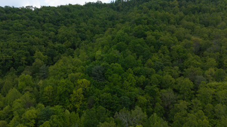 Wooded Land for Sale in Moravian Falls NC - image 10