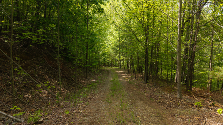 Wooded Land for Sale in Moravian Falls NC - image 21