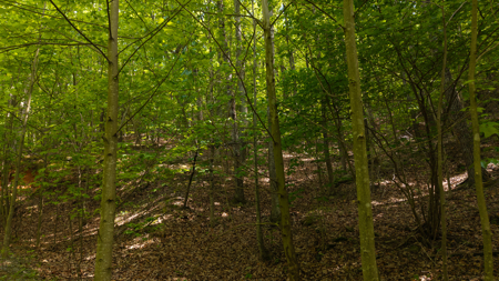 Wooded Land for Sale in Moravian Falls NC - image 17