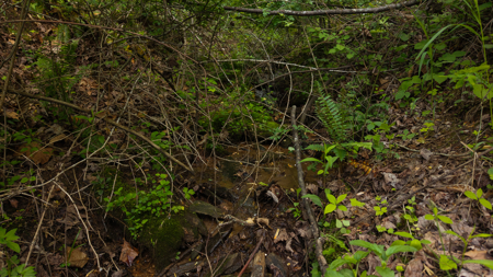 Wooded Land for Sale in Moravian Falls NC - image 5