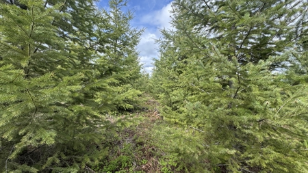 Land For Sale In Orofino Idaho - image 30