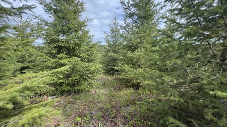 Land For Sale In Orofino Idaho - image 32
