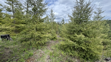 Land For Sale In Orofino Idaho - image 21