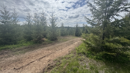Land For Sale In Orofino Idaho - image 6