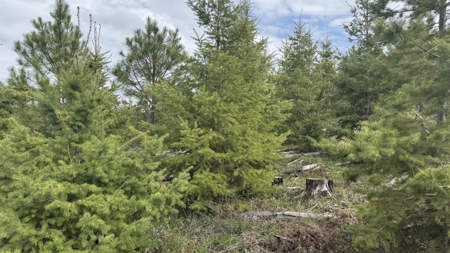 Land For Sale In Orofino Idaho - image 19