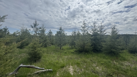 Land For Sale In Orofino Idaho - image 4