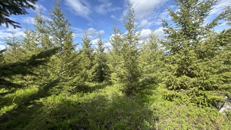Land For Sale In Orofino Idaho - image 42