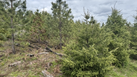Land For Sale In Orofino Idaho - image 17