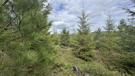 Land For Sale In Orofino Idaho - image 29
