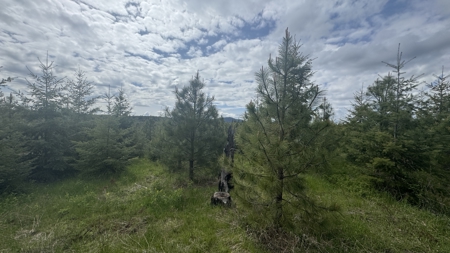Land For Sale In Orofino Idaho - image 3