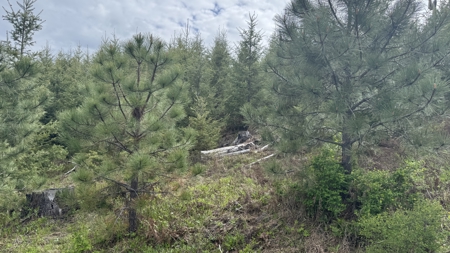 Land For Sale In Orofino Idaho - image 16