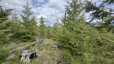 Land For Sale In Orofino Idaho - image 22