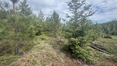 Land For Sale In Orofino Idaho - image 15