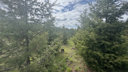 Land For Sale In Orofino Idaho - image 10