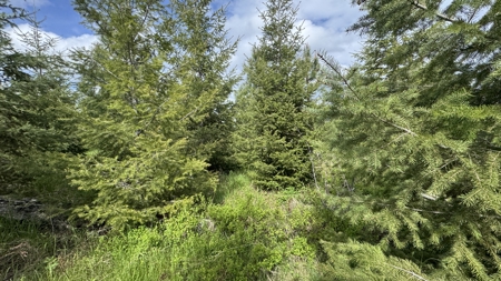 Land For Sale In Orofino Idaho - image 36