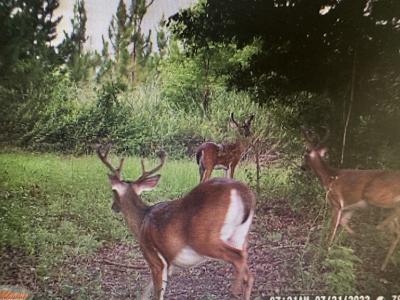 Beautiful Country Home and 103.7 acres of land Ashford, AL - image 39