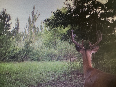 Beautiful Country Home and 103.7 acres of land Ashford, AL - image 15