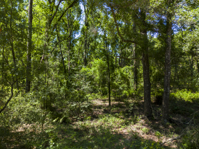 4.09 Acres for Sale in Suwannee County, Florida - image 7