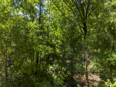 4.09 Acres for Sale in Suwannee County, Florida - image 9