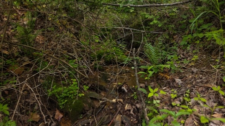 Offering #1 - Wooded Building Site in NC - image 5