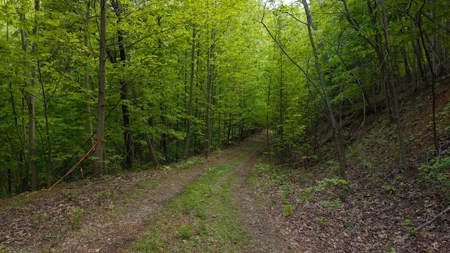 Offering #2 - Wooded Building Site in NC - image 12