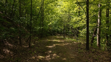 Offering #2 - Wooded Building Site in NC - image 15