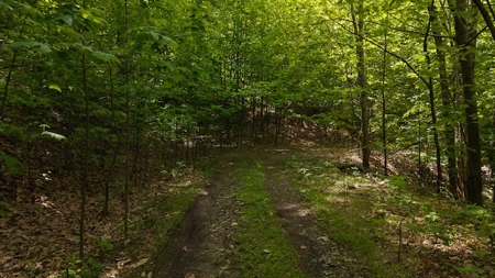 Offering #2 - Wooded Building Site in NC - image 9