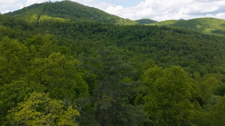 Offering #2 - Wooded Building Site in NC - image 5