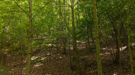 Offering #2 - Wooded Building Site in NC - image 10