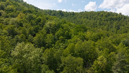 Offering #2 - Wooded Building Site in NC - image 11