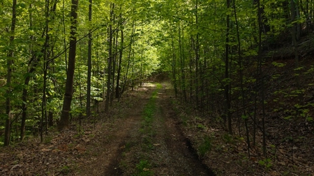 Offering #2 - Wooded Building Site in NC - image 13
