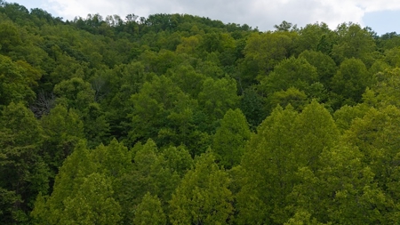 Offering #2 - Wooded Building Site in NC - image 4