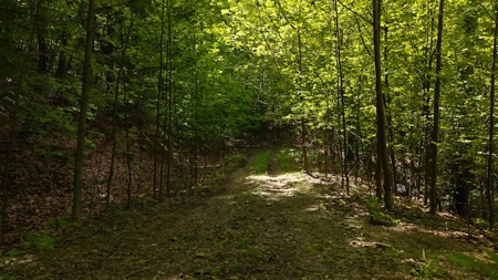 Offering #2 - Wooded Building Site in NC - image 8
