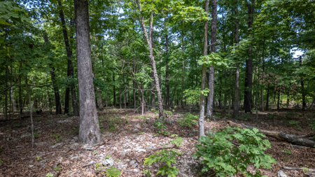 Hobby Farm for sale in the Ozarks - image 43