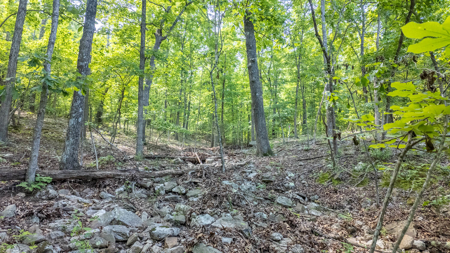 Hobby Farm for sale in the Ozarks - image 47