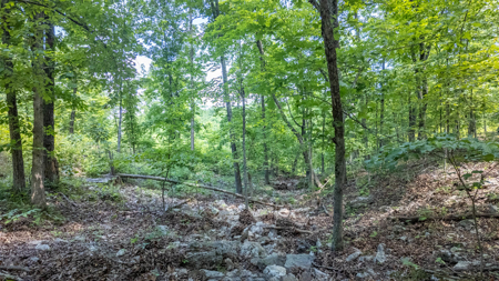 Hobby Farm for sale in the Ozarks - image 46