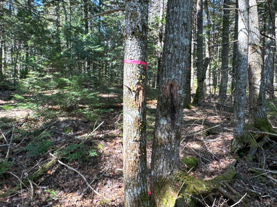 Maine Lakefront Land for Sale - image 26
