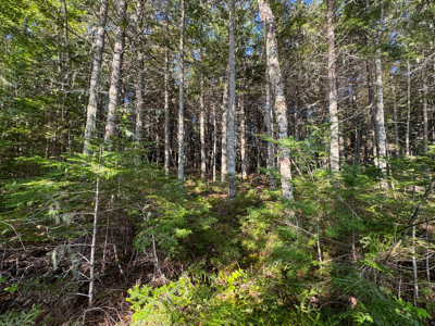 Maine Lakefront Land for Sale - image 19